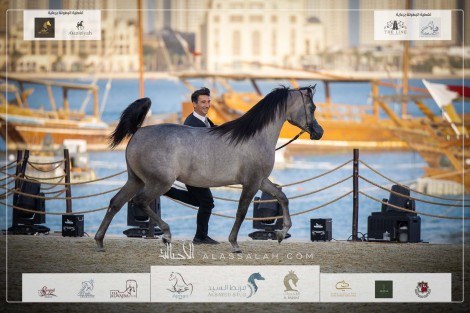 صور مقتطفة لليوم الأول من بطولة كتارا الدولية (تايتل شو) ٢٠٢٣ للخيل العربية 