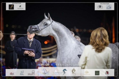 صور مقتطفة من اليوم الثاني من بطولة كتارا الدولية (تايتل شو) ٢٠٢٣ للخيل العربية