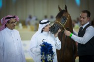 صور متفرقة من اليوم الأول لبطولة دبي الدولية للجواد العربي ٢٠١٣