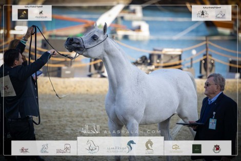 صور مقتطفة من اليوم الثالث من بطولة كتارا الدولية (تايتل شو) ٢٠٢٣ للخيل العربية