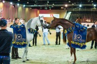 AED 15 million prizes in the12th Dubai International Arabian Horse Championship