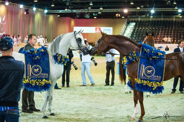 15 مليون درهم جوائز بطولة دبي الدولية للجواد العربي