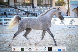 بطولة أبو ظبي الدولية لعروض الخيل 2023 تنطلق غداً الخميس – البرنامج