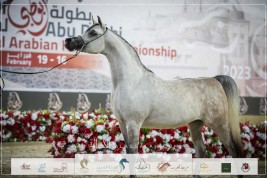 نتائج اليوم الأول لبطولة أبو ظبي الدولية للخيول العربية 2023 