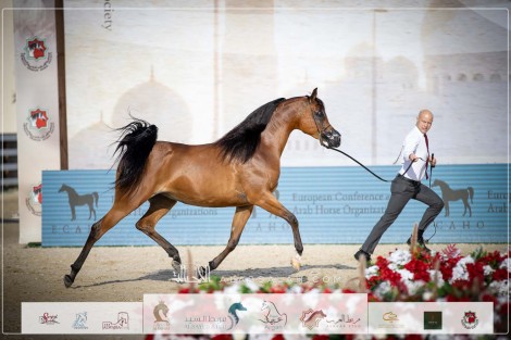 صور مقتطفة من اليوم الثاني لبطولة ابوظبي الدولية ٢٠٢٣ للخيول العربية