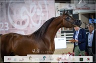 نتائج اليوم الثالث لبطولة ابوظبي الدولية للخيل العربية 2023