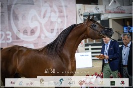 نتائج اليوم الثالث لبطولة ابوظبي الدولية للخيل العربية 2023