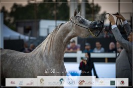 فضيتان لمربط دبي في بطولة أبوظبي الدولية للخيل العربية 2023