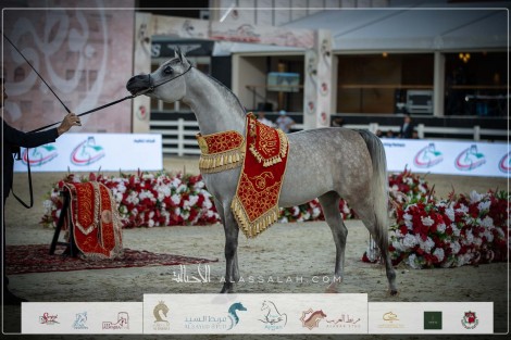 صور مقتطفة من اليوم الختامي لبطولة ابوظبي الدولية ٢٠٢٣ للخيول العربية