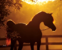 الموسم ينصرم وشبوات «داكارو» متوقفة من أجل آلية «ديراب»!