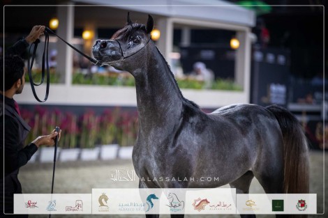 صور مقتطفة من اليوم الثاني لبطولة الشراع الدولية ٢٠٢٣ للخيول العربية
