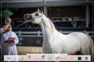صور مقتطفة من اليوم الثالث لبطولة الشراع الدولية ٢٠٢٣ للخيول العربية