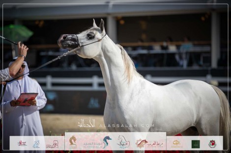 صور مقتطفة من اليوم الثالث لبطولة الشراع الدولية ٢٠٢٣ للخيول العربية
