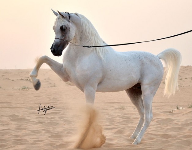 ملتقى الأحساء للجواد العربي يقيم العرض التحضيري الثالث للجمال