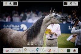 صور مقتطفة لليوم الأول من البطولة الوطنية الـ١٢ للخيل العربية ٢٠٢٣