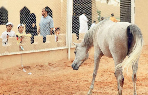 مشاركة مركز الملك عبدالعزيز تلفت أنظار زوار الجنادرية بجمال الخيول العربية الأصيلة