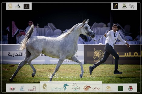 صور مقتطفة لليوم الثاني من البطولة الوطنية الـ١٢ للخيل العربية ٢٠٢٣