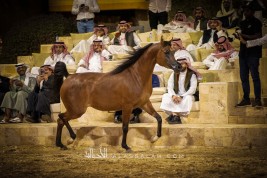 ليلة خيل” … أمسية عرض وتعريف بالخيل العربية