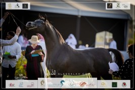 صور مقتطفة لليوم الثالث من البطولة الوطنية الـ١٢ للخيل العربية ٢٠٢٣