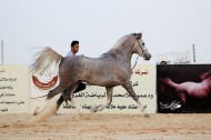 وسط حضور جماهيري كبير٥٣ راس تشارك في فعاليات العرض التحضيري الثالث لجمال الخيل بالأحساء
