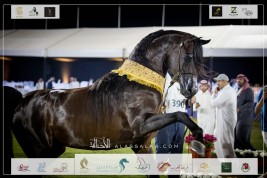 صور مقتطفة لليوم الختامي من البطولة الوطنية الـ١٢ للخيل العربية ٢٠٢٣