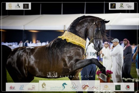 صور مقتطفة لليوم الختامي من البطولة الوطنية الـ١٢ للخيل العربية ٢٠٢٣