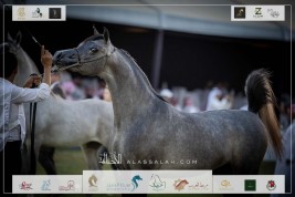 أنور السيد ينال برونزية الأمهار في ختام البطولة الوطنية الـ 12 للخيل العربية