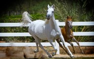 11 رأس خيل في المزاد السابع لـ «بيت العرب» القادم
