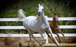 11 رأس خيل في المزاد السابع لـ «بيت العرب» القادم