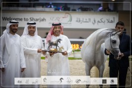 “عجمان“ يحقق ذهب وفضة في ختام مهرجان الشارقة الدولي “24” للجواد العربي