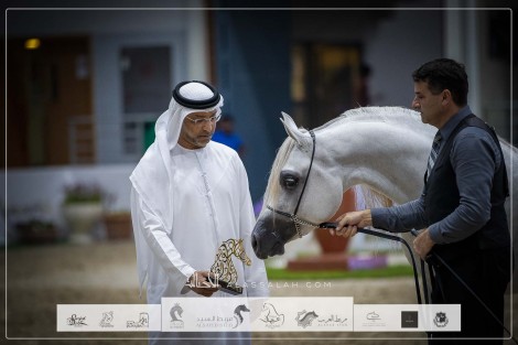 صور مقتطفة من اليوم الثاني واليوم الختامي لمهرجان الشارقة الـ ٢٤ الدولي للجواد العربي