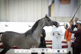 انطلاق بطولتي العرب والإمارات للخيل العربية ٢٠٢٣ في بوذيب ظهر غد الثلاثاء – البرنامج