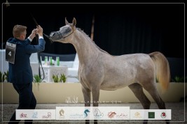 تفوق بارز لإنتاجات الفحل “الأريام شكلان” في بطولتي العرب والإمارات للمربين