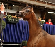 بفضيه الأمهار (لماح عذبه) يتوج بهولندا في أولى مشاركاته الدولية