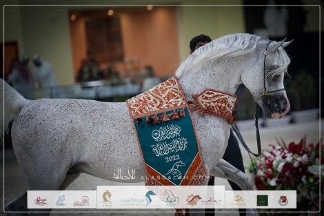 صور مقتطفة من بطولة العرب لمربي الخيل العربية ٢٠٢٣