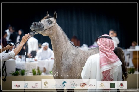 صور مقتطفة لليوم الأول من بطولة الإمارات لمربي الخيل العربية ٢٠٢٣