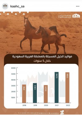 مواليد الخيول العربية الأصيلة في السعودية تصل الى قرابة الـ 20 الف رأسا خلال 5 سنوات