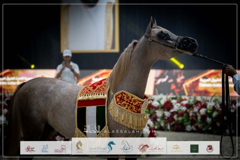 صور مقتطفة من ختام بطولة الإمارات لمربي الخيل العربية ٢٠٢٣