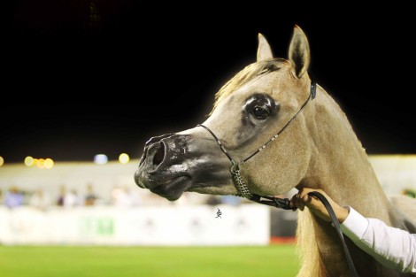 صور متفرقة من اليوم الأول لبطولة الأحساء الوطنية الرابعة لجمال الخيل العربية الأصيلة عدسة: فهد الغانم