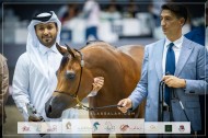 صور مقتطفة لليوم الأول من بطولة دبي ٢٠٢٣ للجواد العربي