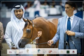 صور مقتطفة لليوم الأول من بطولة دبي ٢٠٢٣ للجواد العربي