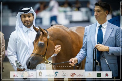 صور مقتطفة لليوم الأول من بطولة دبي ٢٠٢٣ للجواد العربي