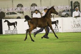 اليوم حصد الجوائز القيمة للأبطال.. في ختام بطولة الأحساء الوطنية لـ «الجمال»..