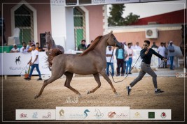 نتائج اليوم الثاني لبطولة طرفة للخيل العربية الأصيلة 2023