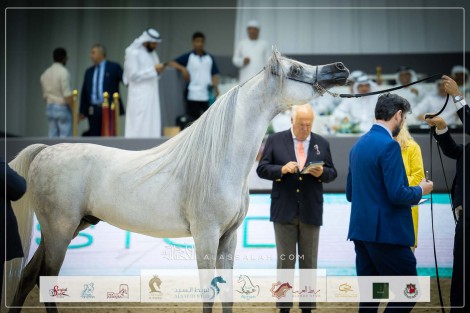 نتائج اليوم الثاني لبطولة دبي الدوليّة للجواد العربي 2023