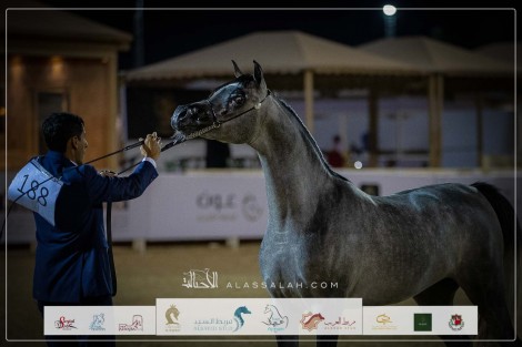 صور مقتطفة لليوم الختامي من بطولة طرفة ٢٠٢٣ للخيل العربية