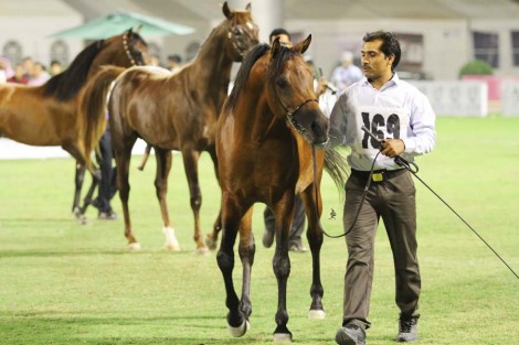 في الأحساء: (المعود) يزدان بريقاً بذهب المهرات والأفراس و (عذبه) و (الفهدية) بذهب الأمهر والفحول – نتائج البطولة بالصور