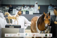 “دي ذارية” تهدي الوجبة فضية المهرات في بطولة دبي الدولية للجواد العربي 2023