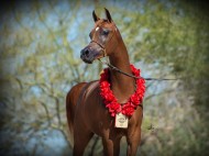 المهر الواعد ”هاي فولتاج“ لمربط الوجبه يتوج بطلا ذهبيا بالإجماع في بطولة العالم  2023 بامريكا 