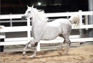 «لينا الكويت» الأعلى في مزاد «بيت العرب» للخيل العربية الأصيلة